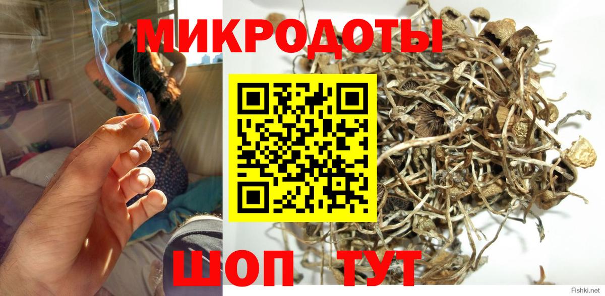 Галлюциногенные грибы Psilocybe  Новоалександровск 
